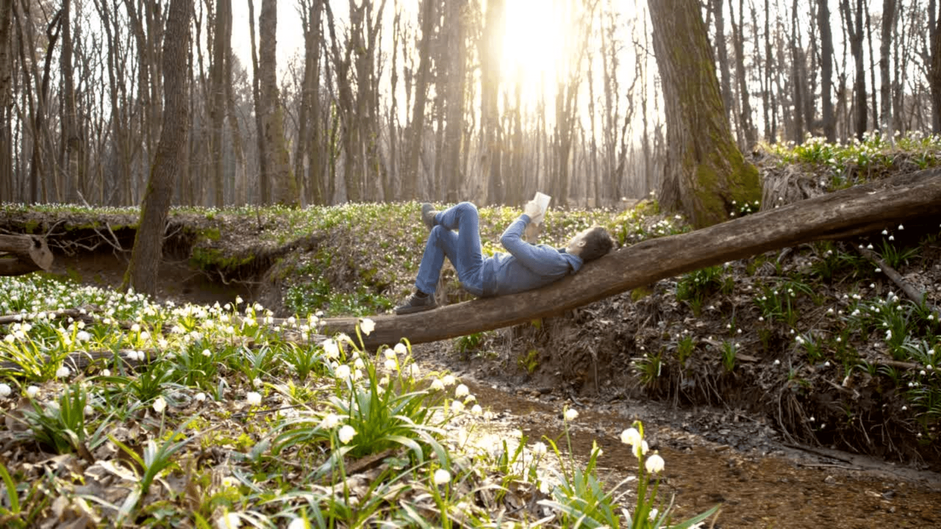 Reading Tree | Rooted in Writing Editorial
